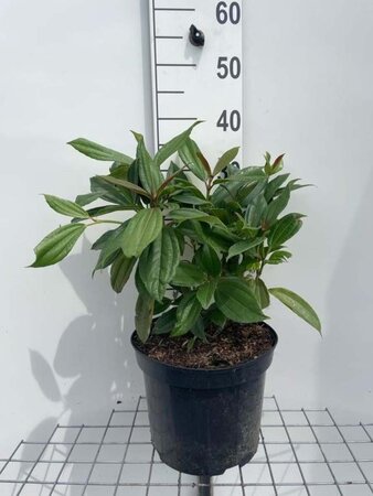 Viburnum davidii geen maat specificatie cont. 7,5L - afbeelding 1