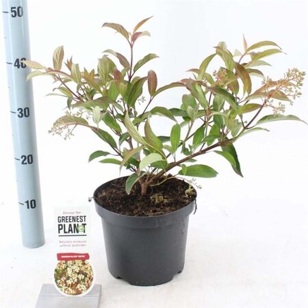 Viburnum hillieri 'Winton' 25-30 cm cont. 3,0L