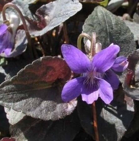 Viola labradorica geen maat specificatie 0,55L/P9cm - afbeelding 3