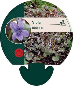 Viola labradorica geen maat specificatie 0,55L/P9cm - afbeelding 5