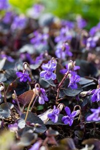 Viola labradorica geen maat specificatie 0,55L/P9cm - afbeelding 1