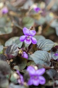 Viola labradorica geen maat specificatie 0,55L/P9cm - afbeelding 2