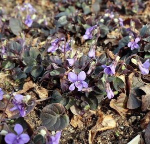 Viola labradorica geen maat specificatie 0,55L/P9cm - afbeelding 4