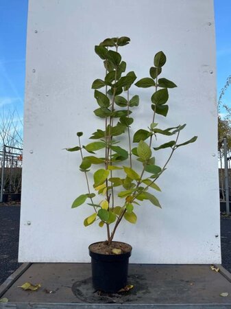 Viburnum lantana 100-125 cm cont. 7,5L - afbeelding 2