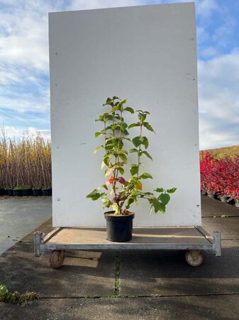 Viburnum lantana 100-125 cm cont. 7,5L - image 1