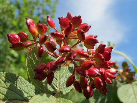 Viburnum lantana 50-60 cm cont. 3,0L - afbeelding 1