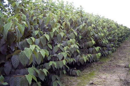 Viburnum lantana 50-60 cm cont. 3,0L - afbeelding 2