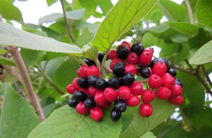 Viburnum lantana 50-60 cm cont. 3,0L - afbeelding 3