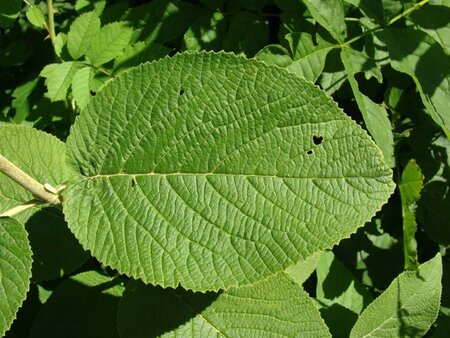 Viburnum lantana 50-60 cm cont. 3,0L - afbeelding 4