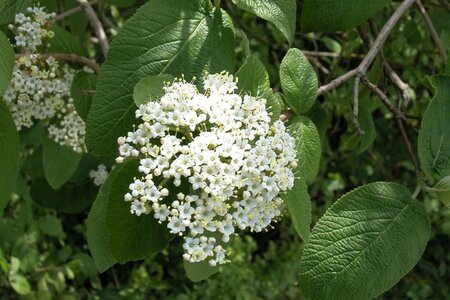 Viburnum lantana 50-60 cm cont. 3,0L - afbeelding 5