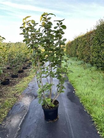 Viburnum lantana 80-100 cm cont. 7,5L - afbeelding 2