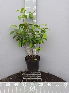 Viburnum lantana 80-100 cm cont. 7,5L - afbeelding 1