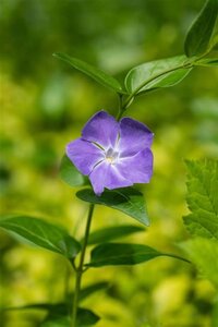 Vinca major geen maat specificatie 0,55L/P9cm - afbeelding 1