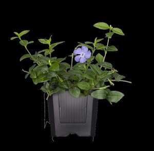 Vinca major geen maat specificatie 0,55L/P9cm - afbeelding 9