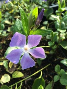 Vinca major geen maat specificatie 0,55L/P9cm - afbeelding 7