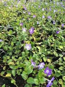 Vinca major geen maat specificatie 0,55L/P9cm - afbeelding 6