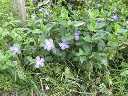 Vinca major geen maat specificatie 0,55L/P9cm - afbeelding 4