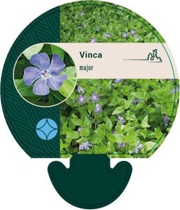 Vinca major geen maat specificatie 0,55L/P9cm - afbeelding 5