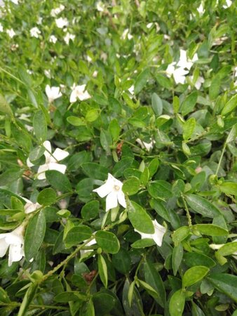 Vinca minor 'Alba' geen maat specificatie 0,55L/P9cm - afbeelding 1