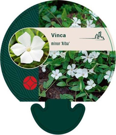 Vinca minor 'Alba' geen maat specificatie 0,55L/P9cm - afbeelding 6