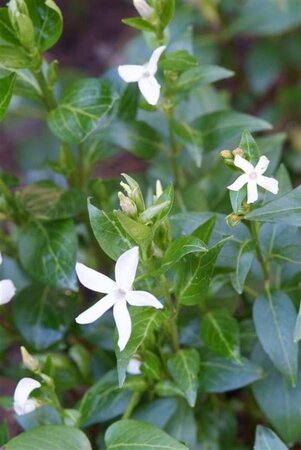 Vinca minor 'Alba' geen maat specificatie 0,55L/P9cm - afbeelding 8