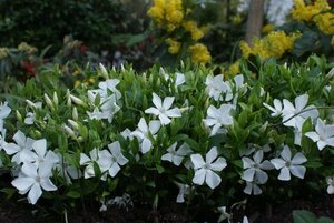 Vinca minor 'Alba' geen maat specificatie 0,55L/P9cm - afbeelding 7