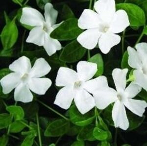 Vinca minor 'Alba' geen maat specificatie 0,55L/P9cm - afbeelding 5