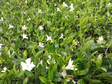 Vinca minor 'Alba' geen maat specificatie 0,55L/P9cm - afbeelding 11