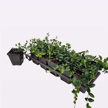 Vinca minor 'Alba' geen maat specificatie 0,55L/P9cm - afbeelding 9