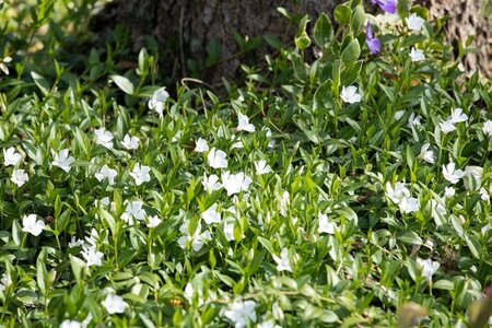 Vinca minor 'Alba' geen maat specificatie 0,55L/P9cm - afbeelding 10