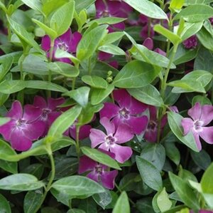 Vinca minor 'Atropurpurea' geen maat specificatie 0,55L/P9cm - afbeelding 6