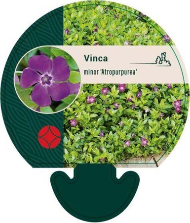 Vinca minor 'Atropurpurea' geen maat specificatie 0,55L/P9cm - afbeelding 7