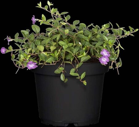 Vinca minor 'Atropurpurea' geen maat specificatie 0,55L/P9cm - afbeelding 1