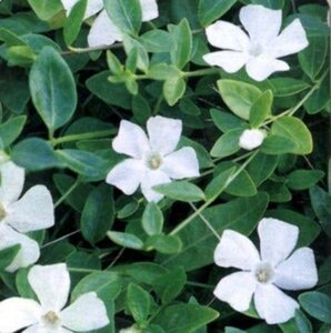 Vinca minor 'Gertrude Jekyll' geen maat specificatie 0,55L/P9cm - afbeelding 2