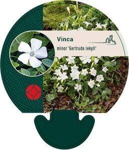 Vinca minor 'Gertrude Jekyll' geen maat specificatie 0,55L/P9cm - afbeelding 7