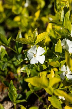 Vinca minor 'Gertrude Jekyll' geen maat specificatie 0,55L/P9cm - afbeelding 9