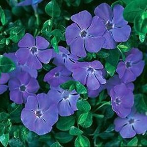 Vinca minor 'La Grave' geen maat specificatie 0,55L/P9cm - afbeelding 5