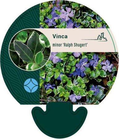 Vinca minor 'Ralph Shugert' geen maat specificatie 0,55L/P9cm - afbeelding 1