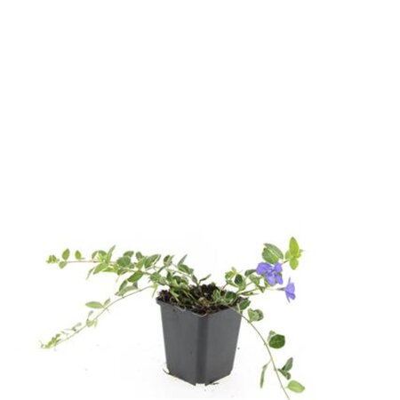 Vinca minor 'Ralph Shugert' geen maat specificatie 0,55L/P9cm - afbeelding 5