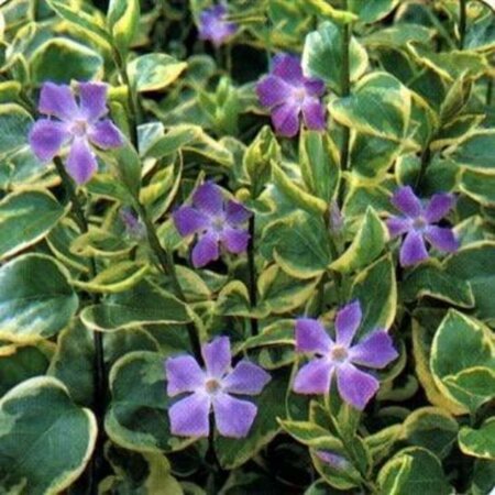 Vinca major 'Variegata' geen maat specificatie 0,55L/P9cm - afbeelding 3