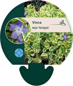 Vinca major 'Variegata' geen maat specificatie 0,55L/P9cm - afbeelding 2