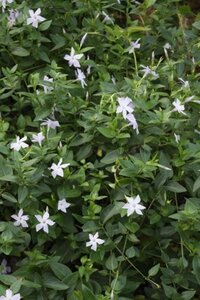 Vinca major 'Alba' geen maat specificatie 0,55L/P9cm - afbeelding 1