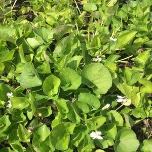 Viola odorata 'Alba' geen maat specificatie 0,55L/P9cm - afbeelding 2