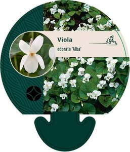 Viola odorata 'Alba' geen maat specificatie 0,55L/P9cm - afbeelding 1