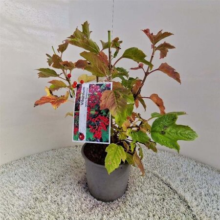 Viburnum opulus 'Compactum' 25-30 cm cont. 3,0L