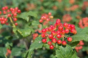 Viburnum opulus 'Compactum' 30-40 cm cont. 3,0L