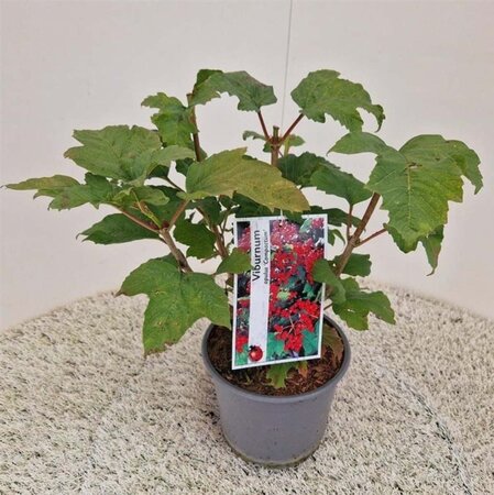 Viburnum opulus 'Compactum' 40-50 cm cont. 3,0L