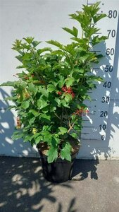 Viburnum opulus 'Compactum' 60-80 cm cont. 10L - afbeelding 2