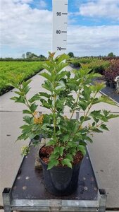 Viburnum opulus 'Compactum' 60-80 cm cont. 10L - image 1