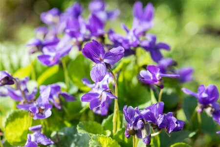 Viola odorata 'Königin Charlotte' geen maat specificatie 0,55L/P9cm - afbeelding 1